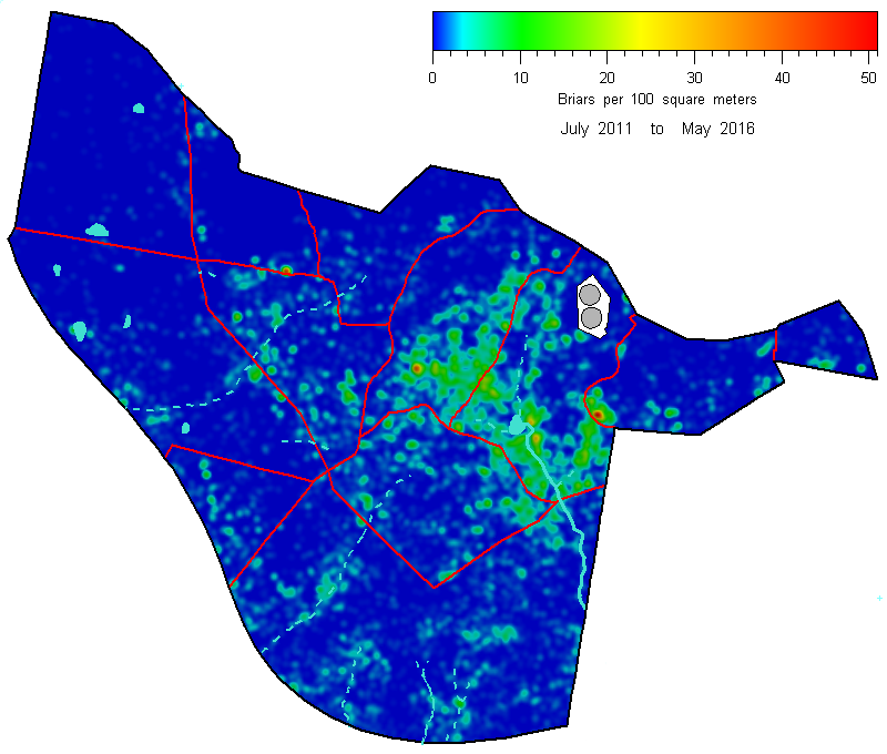 Briar density
